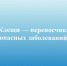 Клещи — переносчики опасных заболеваний. - Онежский муниципальный округ